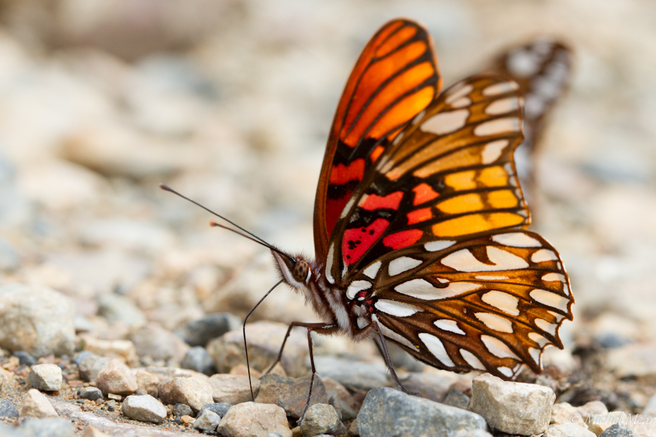 Mexican Silverspot