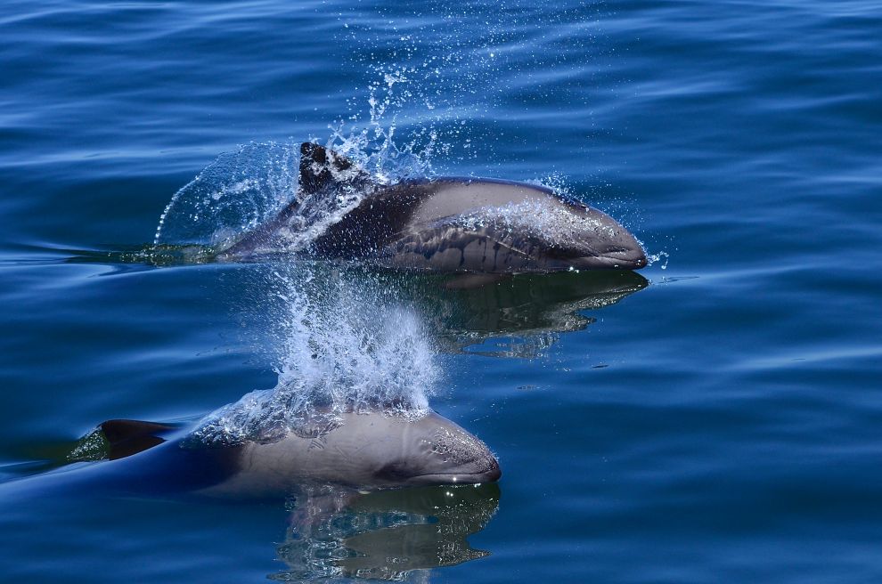 Compagnons des mers