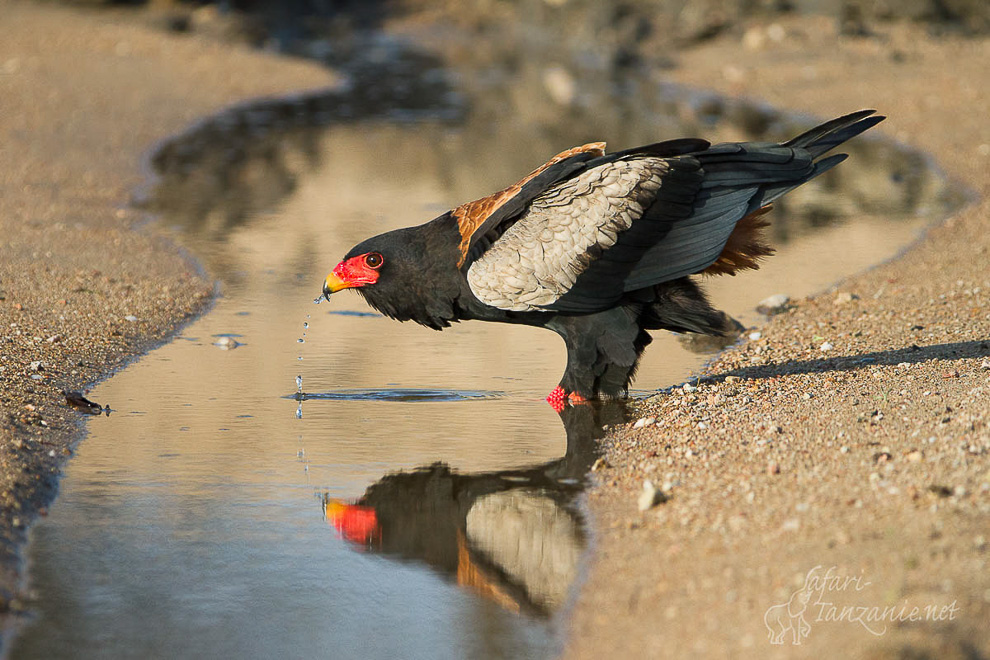 Le Bateleur de la Mwagusi