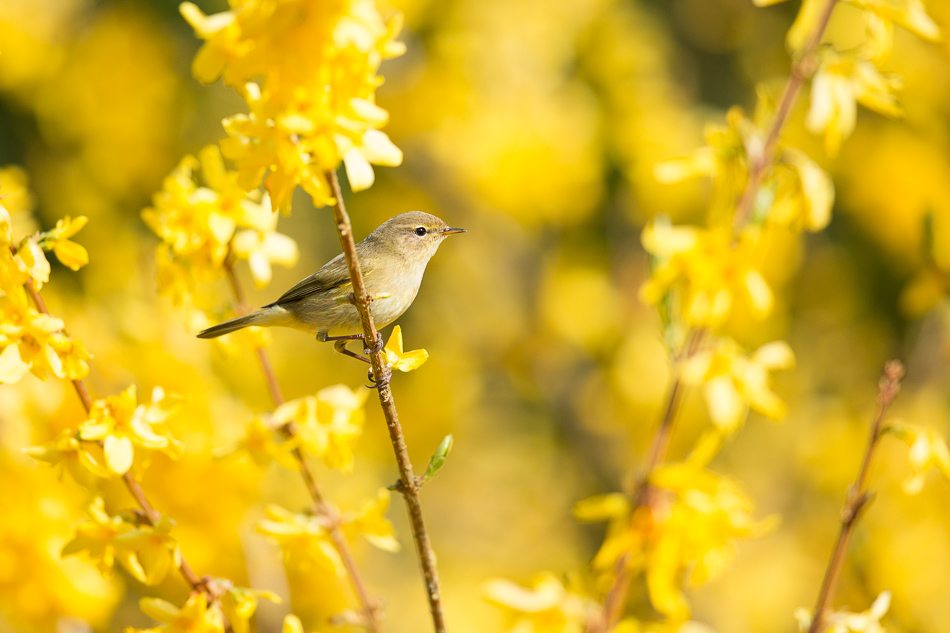 Pouillot véloce - Phylloscopus collybita 