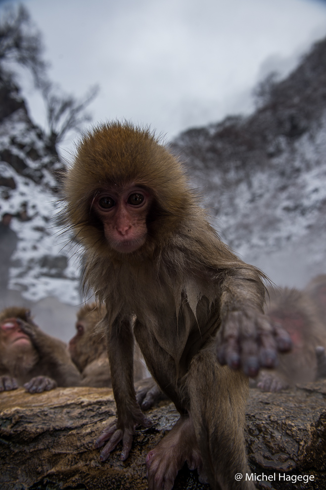 Macaque japonais - Macaca fuscata_3