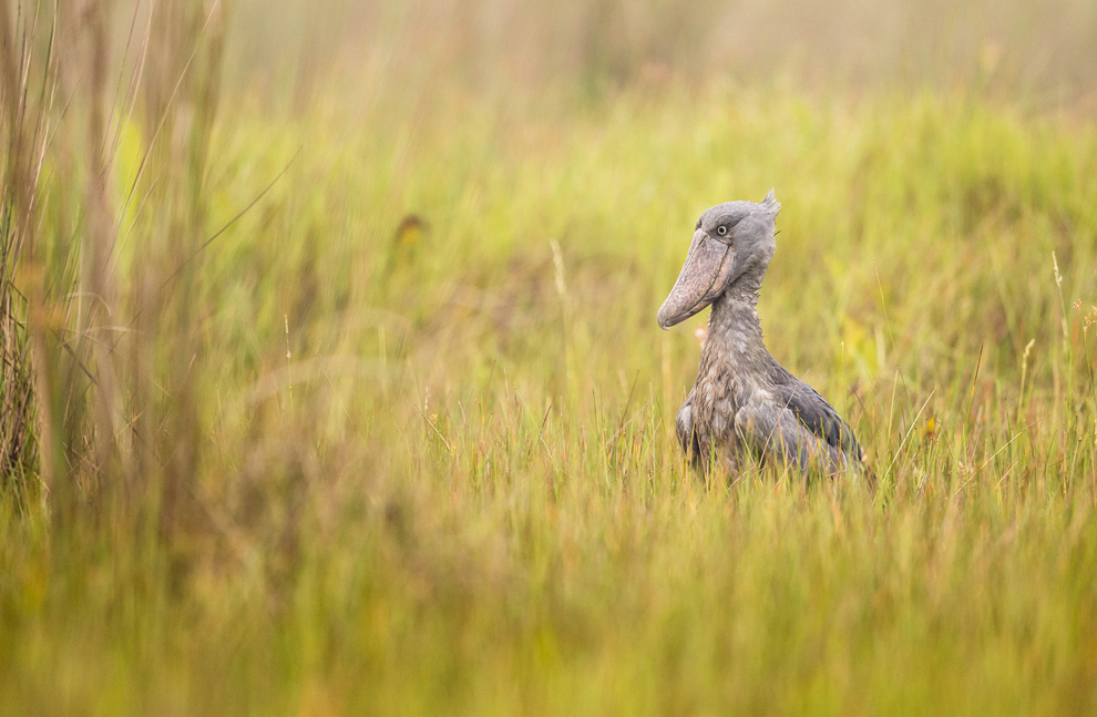 Bec-en-sabot du Nil, Balaeniceps rex 