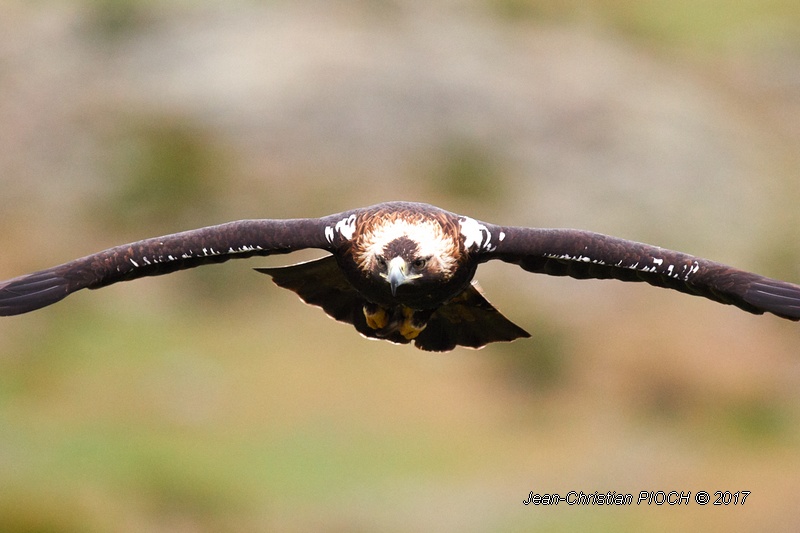 Aigle impérial ibérique