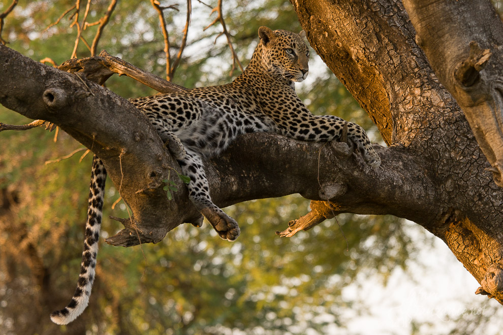 Madame Léopard de Samburu