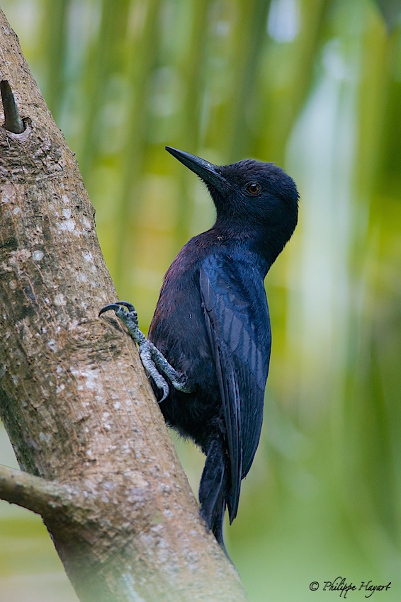 Pic de la Guadeloupe