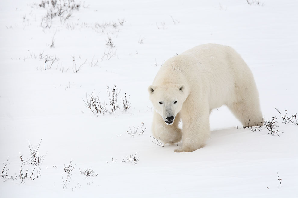 Ours polaire